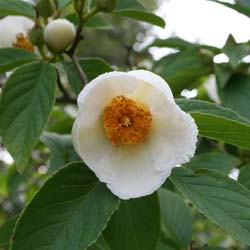 Stewartia pseudocamellia